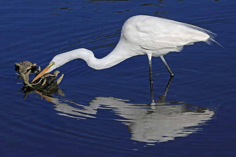 Great Egret Sharpening Beak 1a   P O'Malley